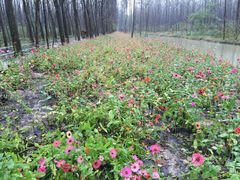 -合肥滨湖国家森林公园