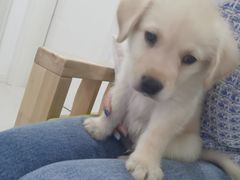 -翊宠yipet猫狗购宠庄园犬舍•猫舍