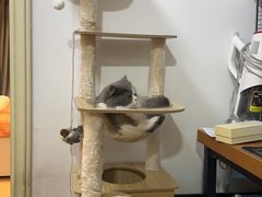 -瑞鹏宠物医院·骨科·猫科·内科(第一中心)
