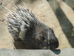 -青藏高原野生动物园