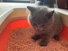 -客栈猫舍(中央北路店)