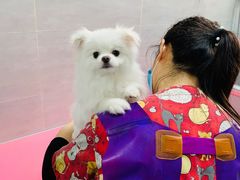 -宠福鑫康馨动物医院·骨科·眼科