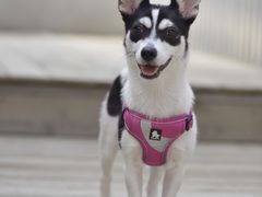 -PETKIT小佩宠物(古北店)