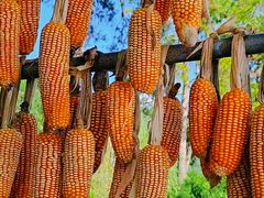 -广州市流溪河国家森林公园