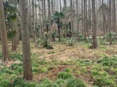 -东平国家森林公园
