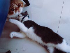 -名猫咖啡馆·撸猫·拼豆