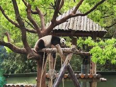 -上海野生动物园