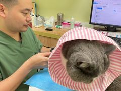 -瑞鹏宠物医院·宠保定点·心脏科·内科(御桥分院)