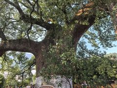 -新安江山水画廊风景区