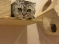 -猫咪派对(江南西店)