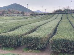 -雪绿茶博物馆