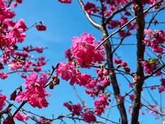 -天适樱花悠乐园