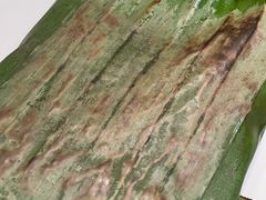 包烤丛林蘑菇-雀舞·私食(凯德店)