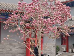 -天津大悲禅院