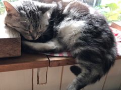 -海边的猫和咖啡馆