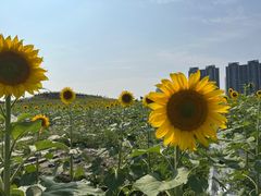 -光明小镇欢乐田园