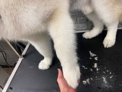 -宠物家(双井店)