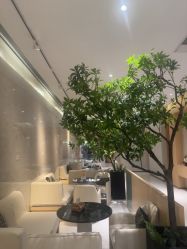 -半岛故事·法儿曼抗衰·indiba中心