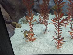 -上海海洋水族馆