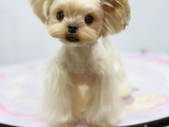 -Oh My Dog宠物沙龙(伊珊娜皮毛护理店)