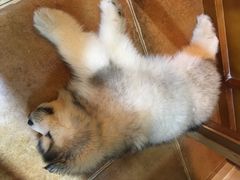 -李小姐の猫咖啡馆(五角场店)