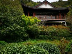 -十八棵（老龙井）御茶园(老龙井店)