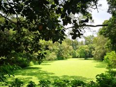 -南宁良凤江国家森林公园