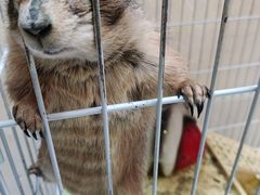 -猫色咖啡·猫咖