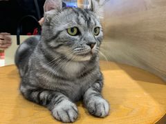 -藏猫猫咖啡主题馆(中央大道店)