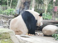 -都江堰中华大熊猫苑