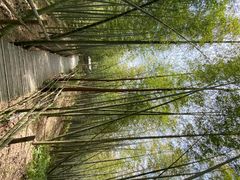 -宁波浙东大竹海景区