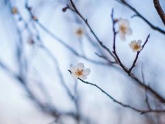 -香雪海