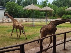 -北京野生动物园