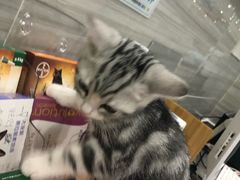 -瑞派名望志远动物医院·猫科·內科·异宠专科(直港大道店)