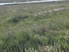 -黄河九曲第一湾