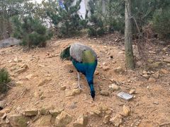 -西霞口神雕山野生动物世界