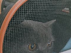 -艾贝尔宠物医院·24H转诊中心·肿瘤猫专科(江宁双龙店)