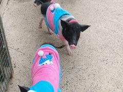 -前小桔亲子创意农场·草莓采摘·露营烧烤