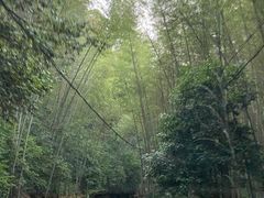 -江西阳明山国家森林公园