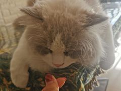 -平行世界·猫咖(首经贸店)