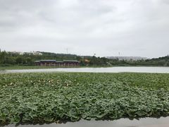 -洛龙公园