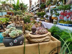 -三圣花乡旅游区