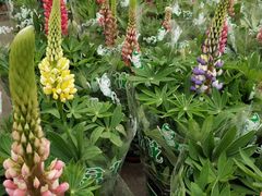 -龙大花卉苗木市场