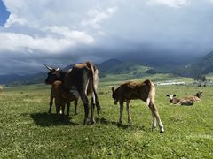 -新疆那拉提国家旅游度假区