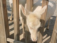 -北京鹿世界主题园