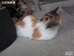 -芭堤雅泰国餐厅(胜利路店)