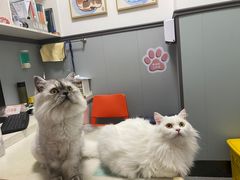 -伟伟宠物医院·瑞派猫友好医院·猫科(光谷店)