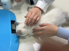 -顺强宠物诊所·狂犬免疫·夜诊·骨科(嘉定店)