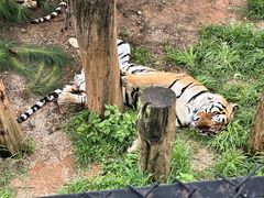 -云南野生动物园