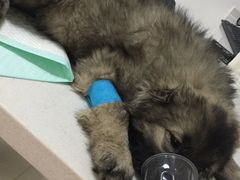 -佑安动物医院·全科·内窥镜中心(幸福巷店)